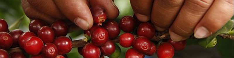 Ca phe sach vung tau